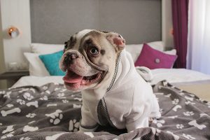Hund im Hotel Elch Nuernberg - Dog at Hotel Elch